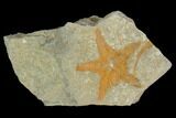 Ordovician Starfish (Petraster?) - Morocco #100135-1